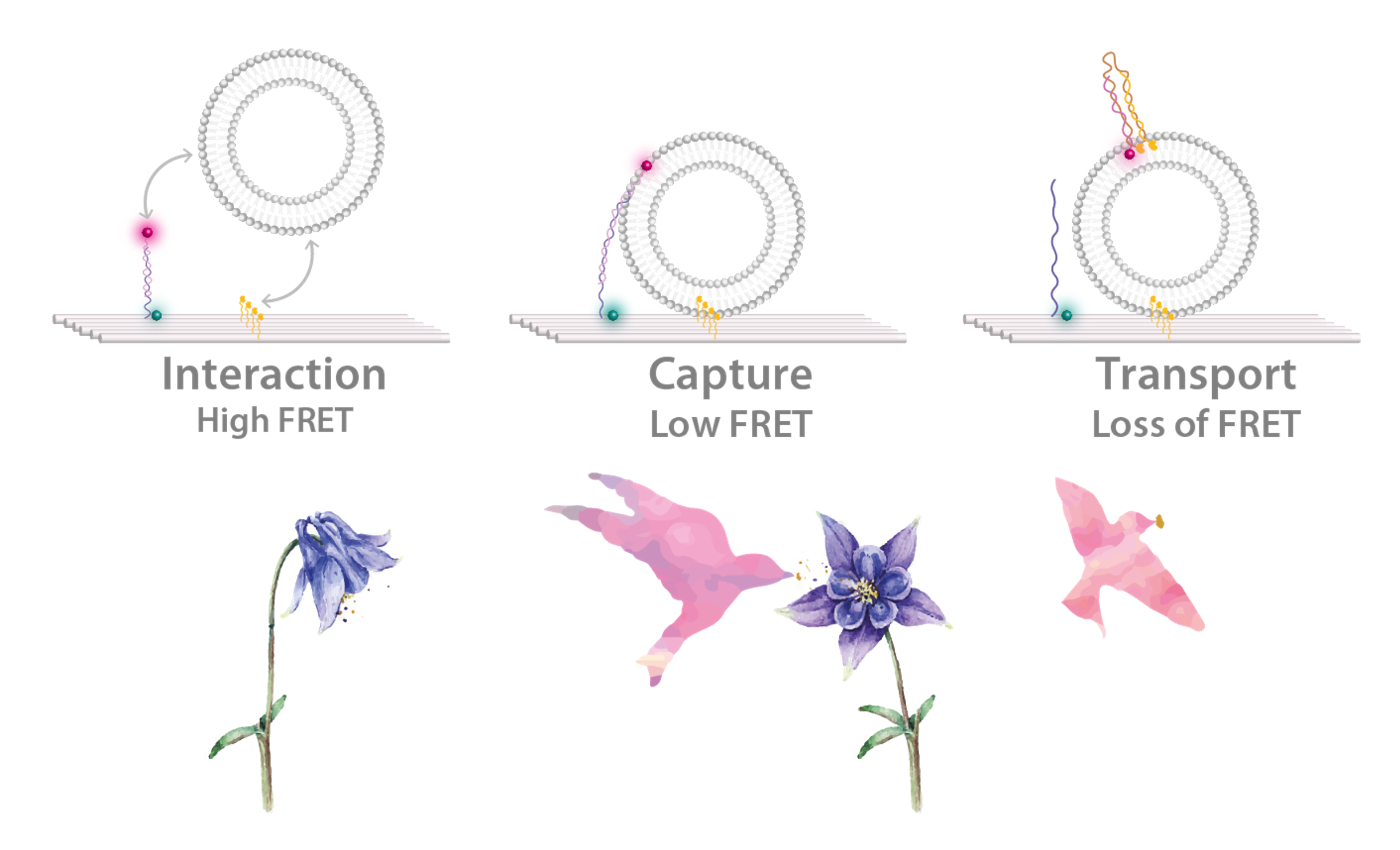 DNA Origami Vesicle Sensors with Triggered Single-Molecule Cargo Transfer